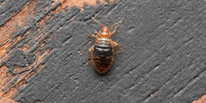 Pest Management Specialist Inspecting Home in Markle