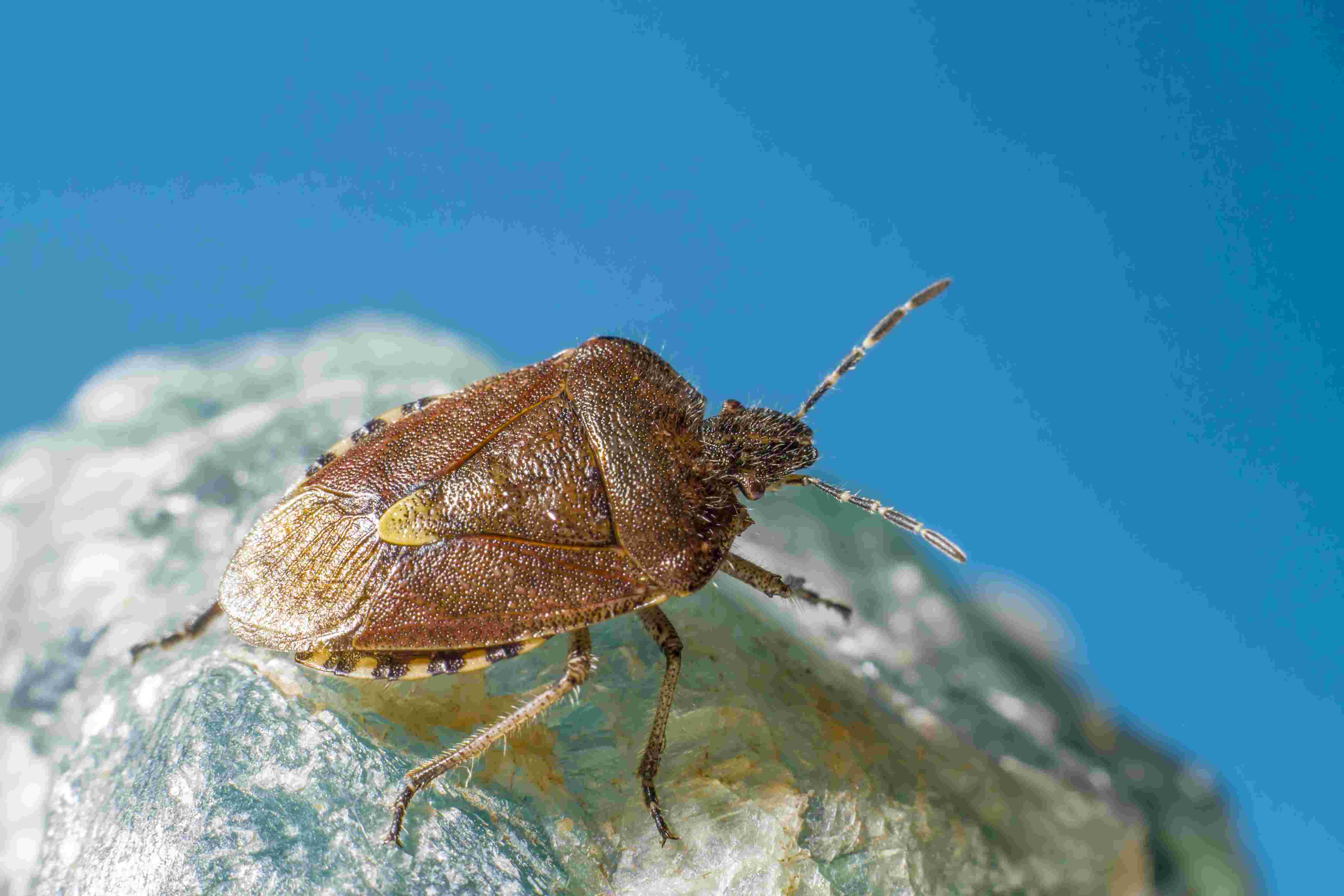 Bed Bug Control Expert in Absecon, NJ