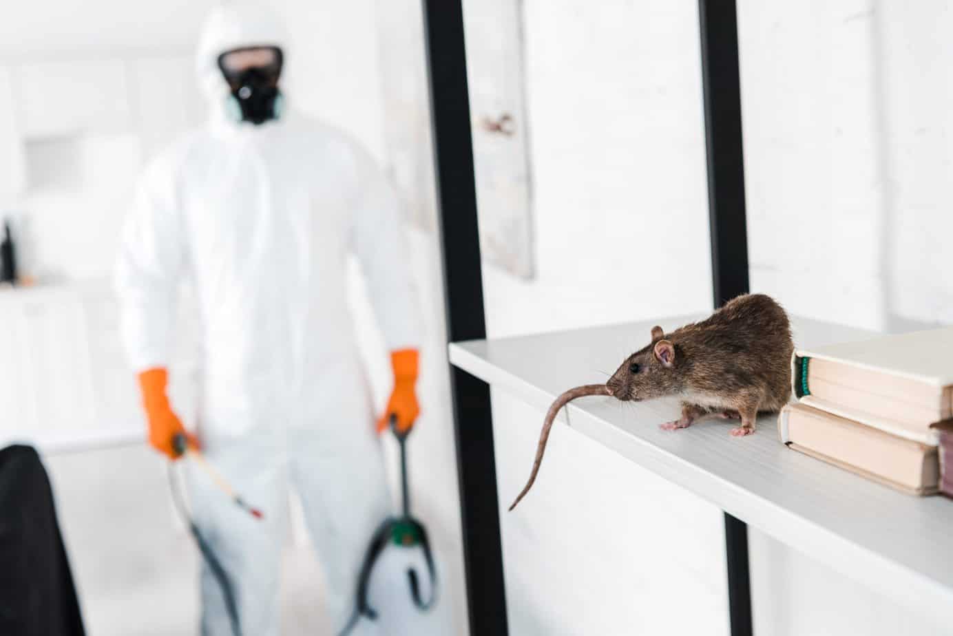 Pest Management Specialist Inspecting Home in Sandy