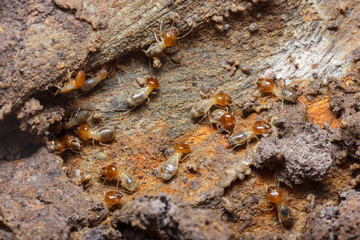 Termite Control Expert in Asheville, NC
